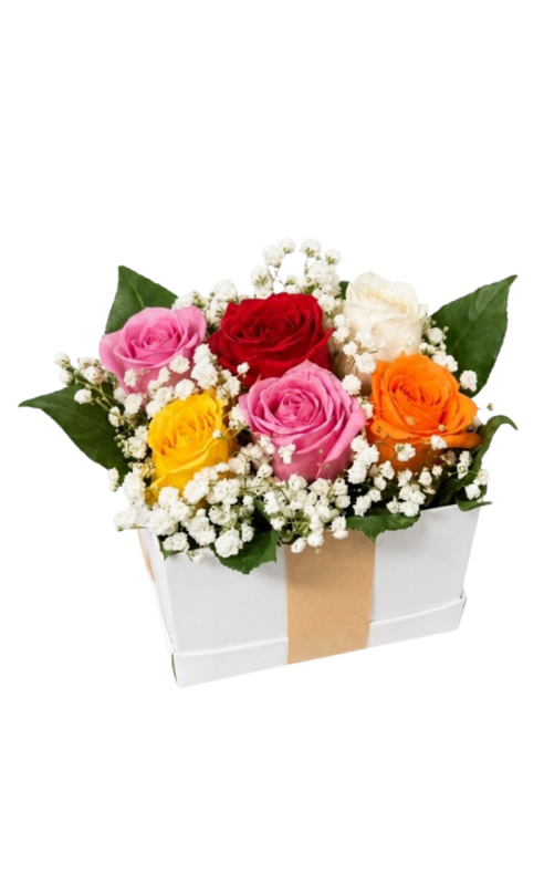 Cubo 6 Rosas Multicolores